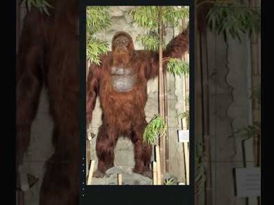 Cuatro mamíferos gigantes extintos