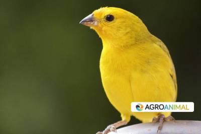 Entendiendo el autodesplume en aves domésticas