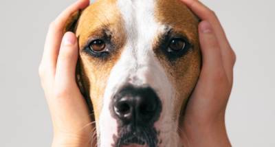 ¿Qué sonidos no soportan tus perros? - Bravery