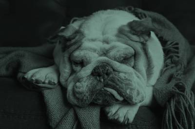 ¿Los peludos se pueden resfriar? - Bravery