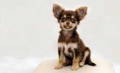 ¿Cuál es la mejor comida para perros según su edad?