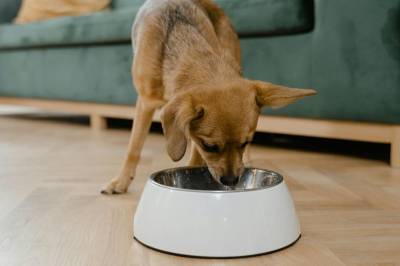 ¿Por qué debo alimentar a mi perro con pienso hipoalergénico?