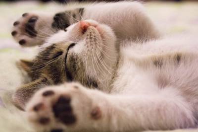 Guía de cuidados básicos para mantener a tu gato feliz y saludable