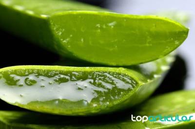 3 beneficios del aloe vera en la piel de la cara
