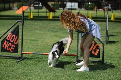 Entrenamiento para perros: Cómo mantenerlos en forma
