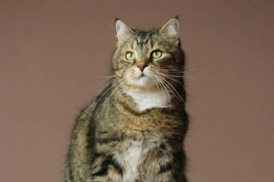 Bigotes de gato: Más que simples pelos