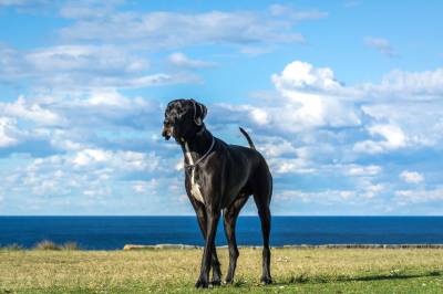 Descubre las 5 razas de perros más grandes y su encanto único