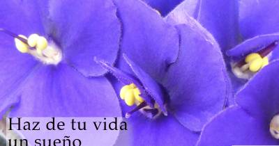 Dichos, sonrisas, y tú...: Sueño y realidad