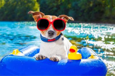 ¿Cómo debo proteger a mi perro del calor este verano?