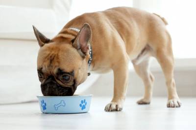 Como cambiar gradualmente el pienso para perros | Bravery