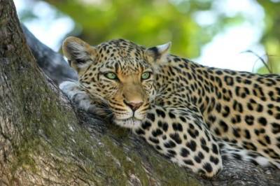 El leopardo: características y reproducción