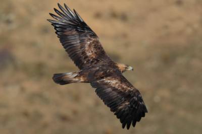 El águila real: la reina de los cielos