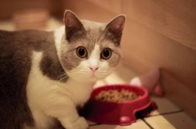 Beneficios de la comida húmeda para gatos