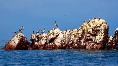 Paracas: Guía completa de viaje - Andino Perú Tours
