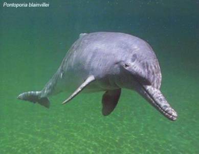 Características de los delfines de río