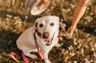 6 Recomendaciones Para Un Uso Correcto De Un Collar Antiparasitario