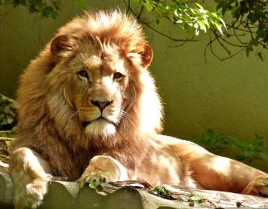 El león: características y vida social