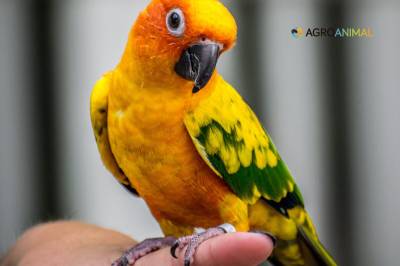 Cómo prevenir y tratar el estrés en aves - Agroanimal