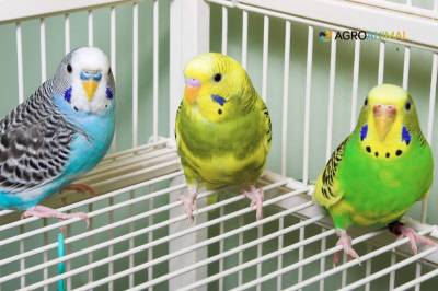 Consejos: entorno seguro para aves en verano - Agroanimal