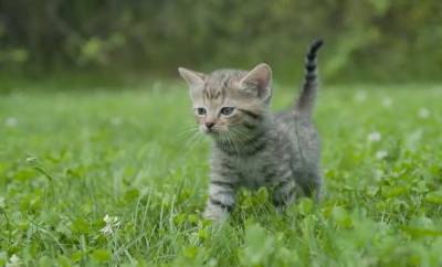 ¿Qué plantas son tóxicas para los gatos?