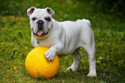 ¿Cómo enriquecer la dieta de tu perro?