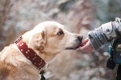 Adoptar un perro adulto: ventajas y consejos