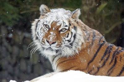 El tigre: características y reproducción