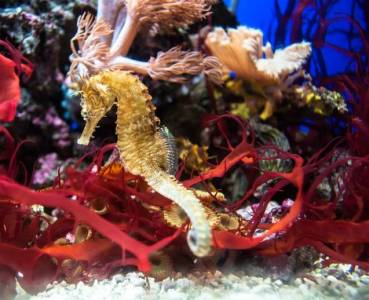 Caballitos de mar: guardianes del ecosistema marino