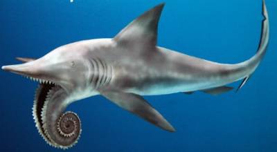 Tipos de tiburones y la verdad detrás de la sopa de aleta de tiburón