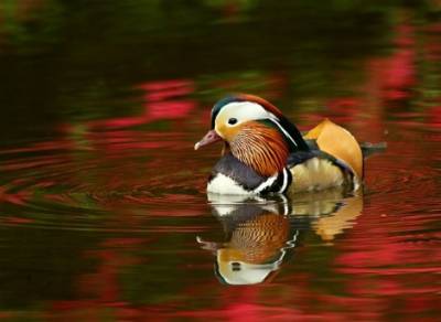 La elegancia del pato mandarín