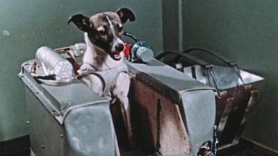 ¿Qué Animales Fueron Enviados Al Espacio?- Groovy Violeta