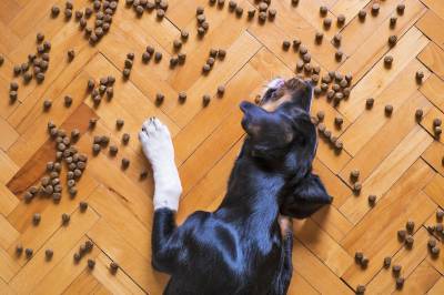 ¡Alerta! Alimentos que no son buenos para los perros