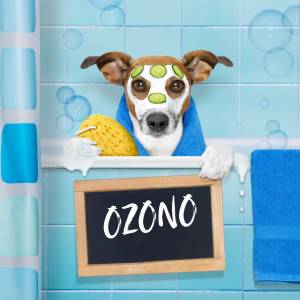 La Ozonoterapia en Peluquería Canina: ¿Moda o Tratamiento Realmente Eficaz?