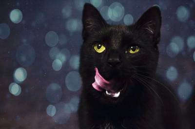 Cómo ayudar a tu gato a bajar de peso