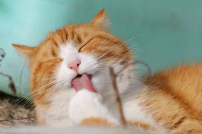 ¿Es necesario bañar a un gato? - Bravery