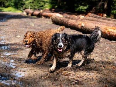 Problemas digestivos en perros: ¡mejora su alimentación!