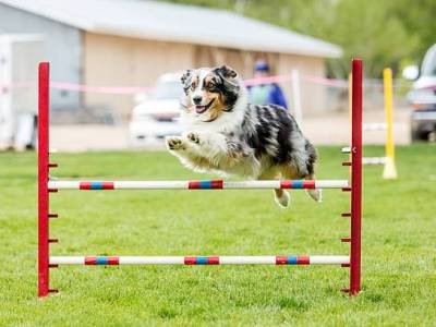 Agility para perros: mejora la vida de tu mascota