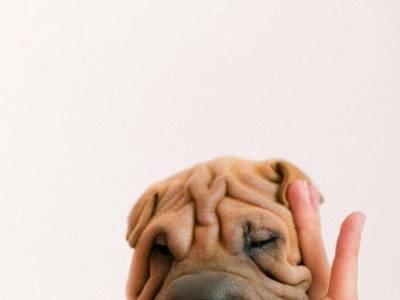 Cómo entrenar a un cachorro para hacer sus necesidades fuera