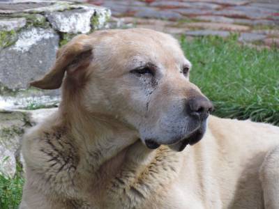 ¿Qué comida debo proporcionarle a mi perro senior? - Bravery