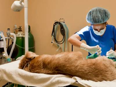 Mastocitoma En Perros - Causas Y Tratamiento