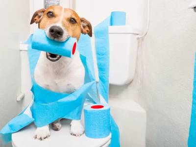 Diarrea En Perros: Cómo Identificar Las Causas Y Tratarla Con Éxito
