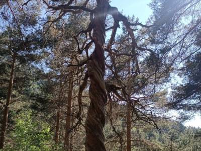 Senda del pinar autóctono de Velilla y pino enroscado