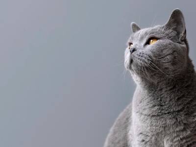 Dieta equilibrada para gatos