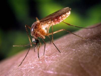 ¿Por qué zumban los mosquitos?