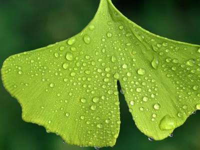 ¿Para qué sirve el Ginkgo biloba? Beneficios y usos en la salud