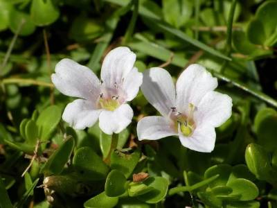 Bacopa monnieri: qué es, beneficios y efectos en el cerebro