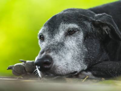 Cuidados para Perro Anciano, de Adulto a Senior