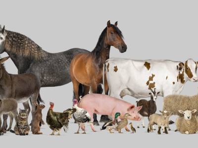Constantes Reproductivas en Animales Domésticos: Guía Completa para una Cría Exitosa y Salud Animal