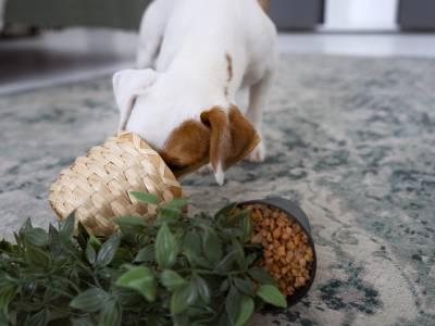 ¿Por Qué Mi Perro Come Tierra? Causas, Riesgos y Soluciones
