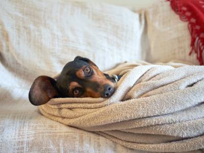 ¿Por Qué Mi Perro Hace Eso? Guía de Comportamientos y Significado